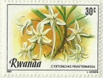 Sellos de Africa - Rwanda -  CYRTORCHIS PRAETERMISSA