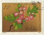 Sellos de Europa - Polonia -  FLORES