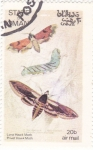 Stamps Oman -  Mariposas y larvas - Hawk Moth