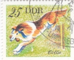 Stamps Germany -  Perros de raza - COLLIE