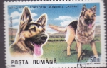 Sellos de Europa - Rumania -  perros