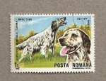 Sellos del Mundo : Europe : Romania : Exposición mundial canina,Brno, Setter