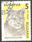 Sellos de Europa - Bulgaria -  3287 - Gato Europeo