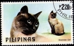 Sellos de Asia - Filipinas -  Siamese Cat