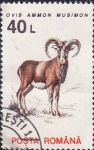 Stamps Romania -  muflon europeo