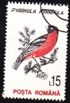 Stamps Romania -  camachuelo