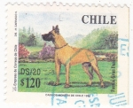 Sellos de America - Chile -  GRAN DANÉS