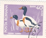 Sellos del Mundo : Europe : Romania : Aves-Tadorna