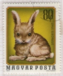 Sellos de Europa - Hungr�a -  110 Lepus europaeus