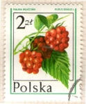 Sellos de Europa - Polonia -  59 Rubus idaeus