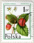 Stamps Poland -  120 Fragaria vesca