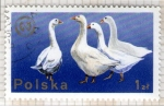 Stamps Poland -  231 Avicultura