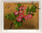 Stamps Poland -  254 Flora