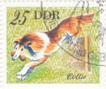 Stamps Germany -  COLLIE