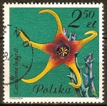 Stamps Poland -  Plantas suculentas 