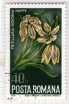 Sellos de Europa - Rumania -  61 Fritillaria montana