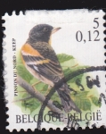 Stamps Belgium -  Ave-Pinson du nord