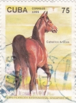 Stamps Cuba -  Caballo Arabe