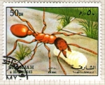 Stamps United Arab Emirates -  58  SHARJAH