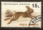 Stamps Romania -  Conejo europeo (Oryctolagus cuniculus).