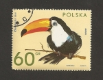 Stamps Poland -  Ave Rhampastos toco