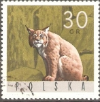 Sellos de Europa - Polonia -  LINCE