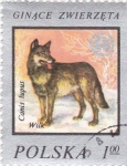 Stamps Poland -  Canis Lupus