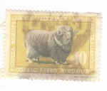 Sellos de America - Uruguay -  Riqueza agropecuaria. Merino australiano