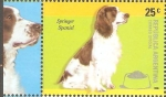 Stamps Argentina -  RAZAS  CANINAS.  SPRINGER  SPANIEL.