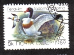 Sellos de Europa - Rusia -  Common shelduck (Tadorna tadorna)