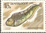 Sellos de Europa - Rusia -  PECES.  ANARHICHAS  MINOR