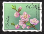 Stamps Poland -  Flores en colores naturales