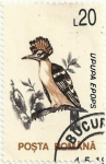 Stamps Romania -  AVES.ABUBILLA, Upupa epops. YVERT RO 4068