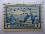 Sellos de America - Canad� -  Pato Real - Aves Migratorias (YV/225 - S/Co1)