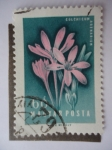 Stamps Hungary -  Colchicum Arenarium.