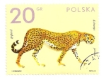 Stamps : Europe : Poland :  Animales del zoo. Guepardo.