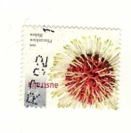 Stamps Oceania - Australia -  Hakea