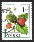 Stamps Poland -  Frutas Silvestres