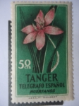 Sellos de Africa - Espaa -  Flora de Tánger-Marrueco - Telégrafo Español - Huerfanos