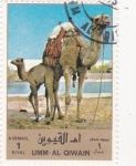 Stamps United Arab Emirates -  dromedarios