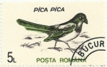 Stamps Romania -  AVES. URRACA COMÚN. Pica pica. YVERT RO 4065