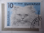 Sellos del Mundo : Europe : Bulgaria : Fauna: Gato (Yvert/Bu:3289)