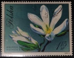 Stamps Poland -  Magnolia Japonesa