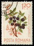 Sellos de Europa - Rumania -  SG 3233