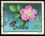 Sellos del Mundo : Europa : Polonia : Rosa pendulina