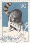 Sellos de America - Cuba -  mapache