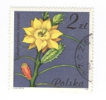 Stamps Poland -  Cylimdropuntia leptocaulis