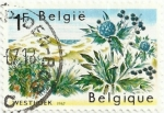 Stamps : Europe : Belgium :  PROTECCIÓN DE LA NATURALEZA. CARDO MARINO, Eryngium maritimum. YVERT BE 1409