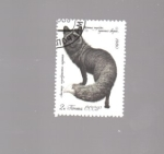 Stamps Russia -  zorro