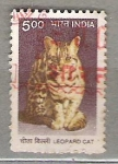 Sellos de Asia - India -  2000 Gato